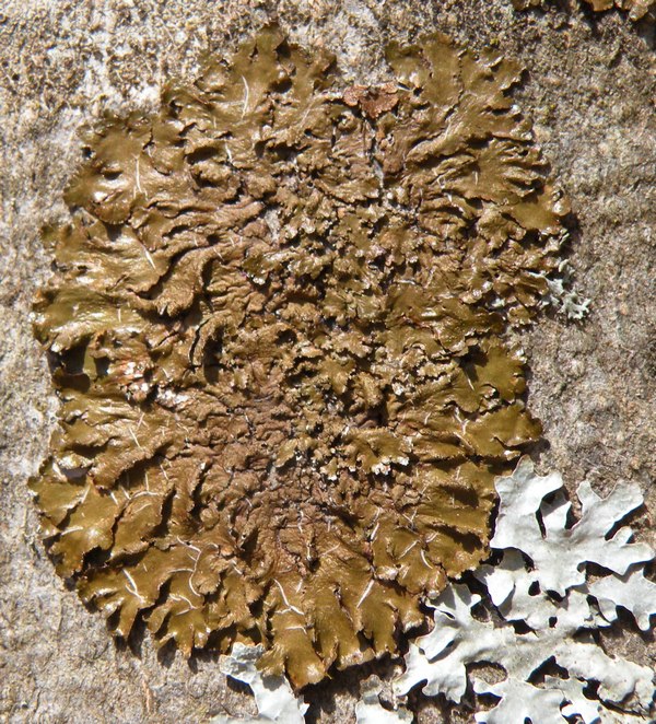 Licheni dal Cansiglio